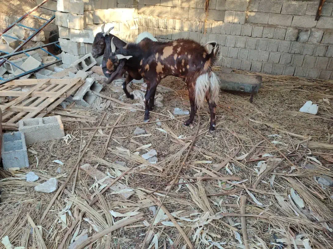 پازن تکاوری|حیوانات مزرعه|سعدآباد, |دیوار