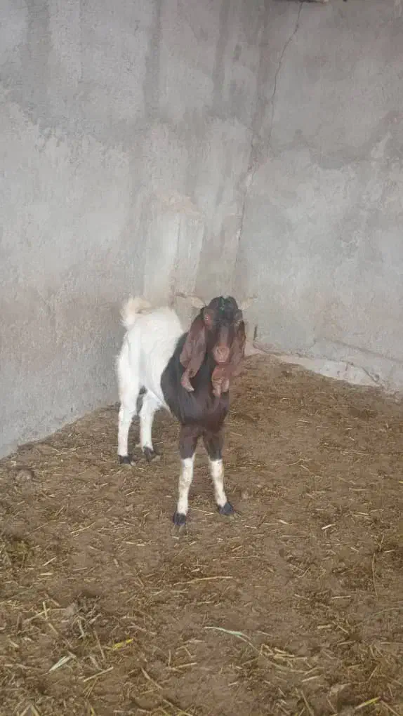 نربز|حیوانات مزرعه|ورامین, خورین|دیوار