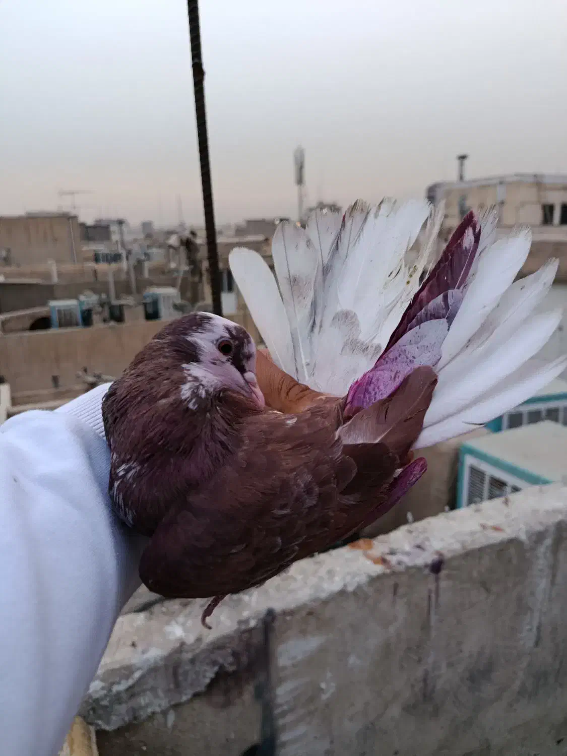 کفتر پرشی|پرنده|تهران, جیحون|دیوار