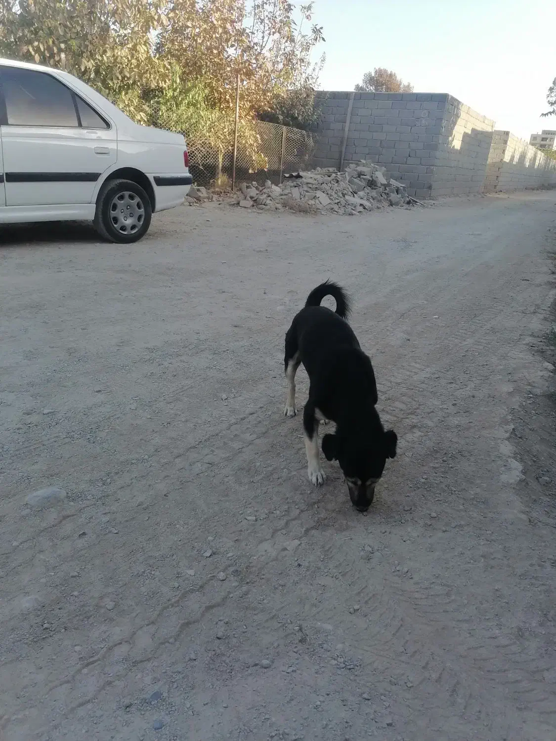 سگ توافقی|سگ|شاهدشهر, |دیوار