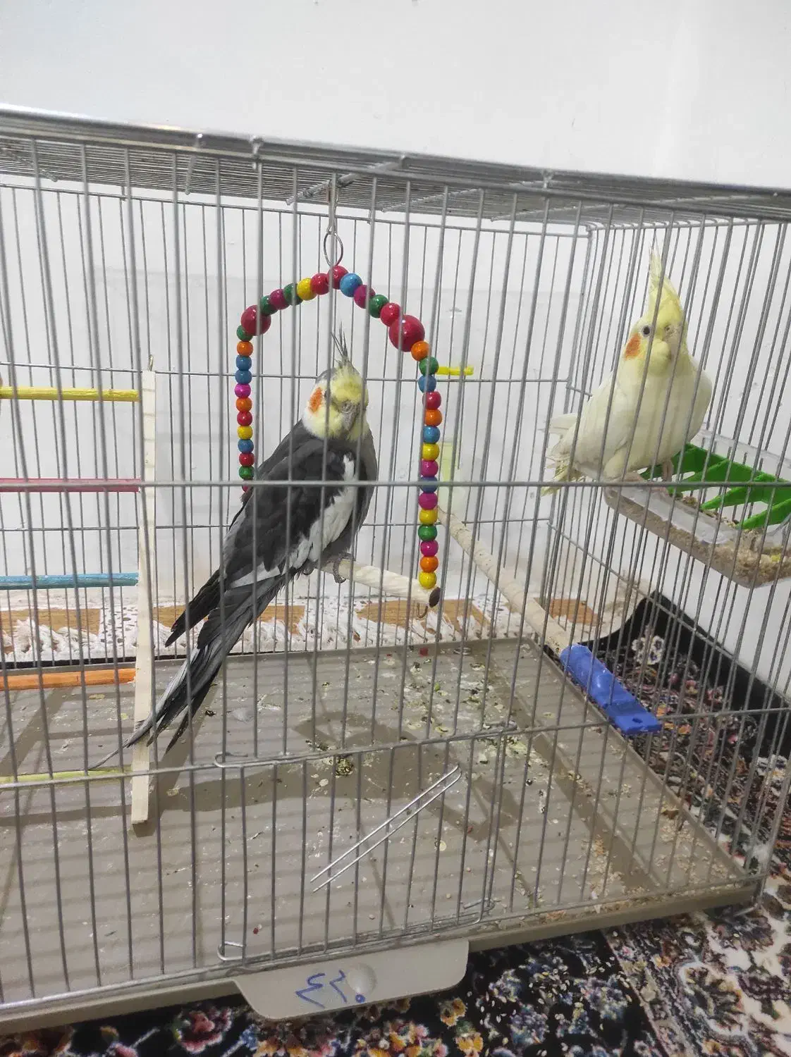 عروس هلندی جفت|پرنده|جوانرود, |دیوار