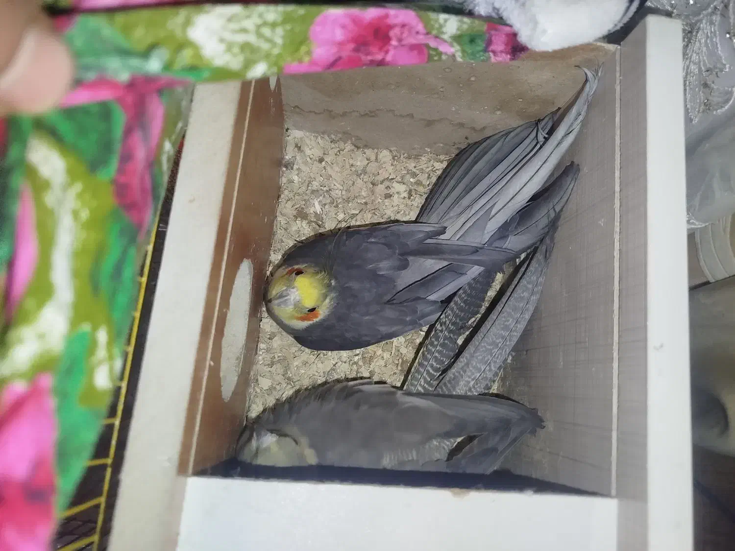 عروس هلندی|پرنده|باسمنج, |دیوار