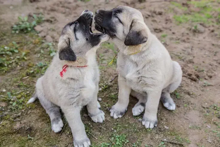 فروش توله های کانگال مالاکلی ضمانت دار|سگ|ماهدشت, |دیوار