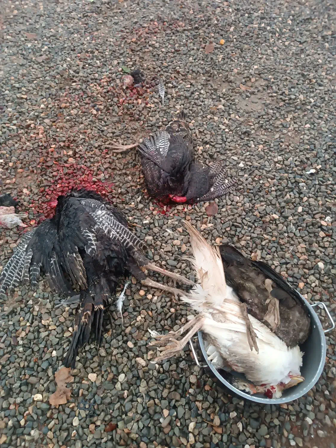 غازوبوقلمون ارگانیک هرکس خواست پیام بذارد|حیوانات مزرعه|اشنویه, |دیوار