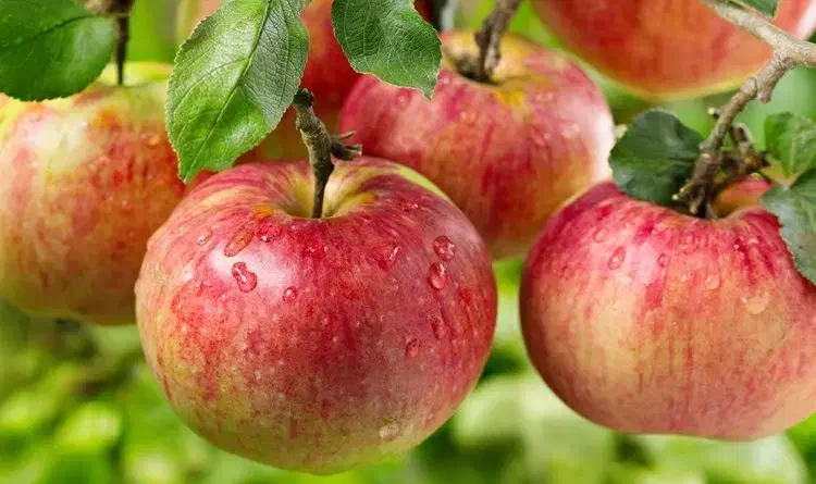 سیب|خوردنی و آشامیدنی|تهران, خرمشهر|دیوار