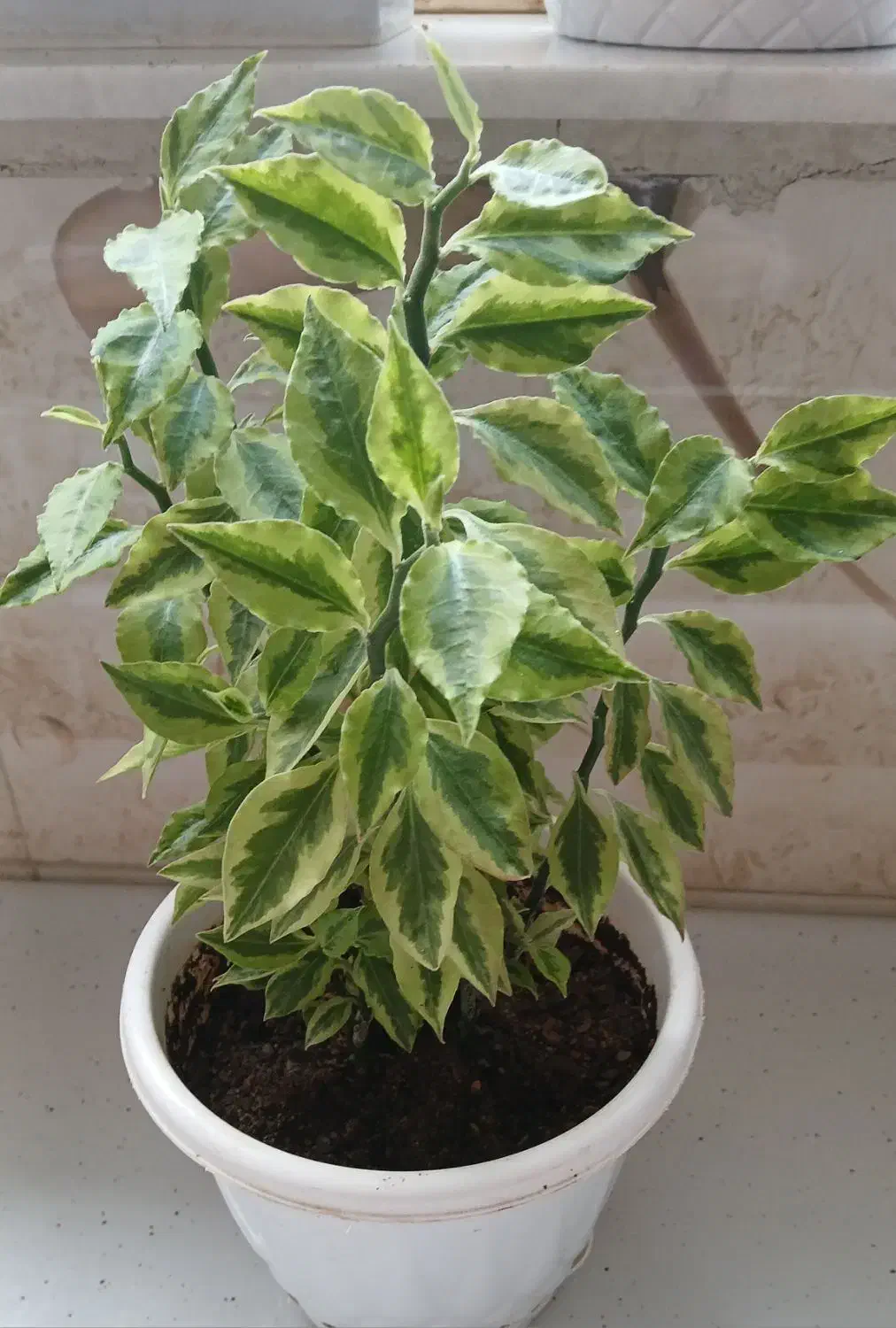 گل طبیعی|گل و گیاه طبیعی|سنقر, |دیوار