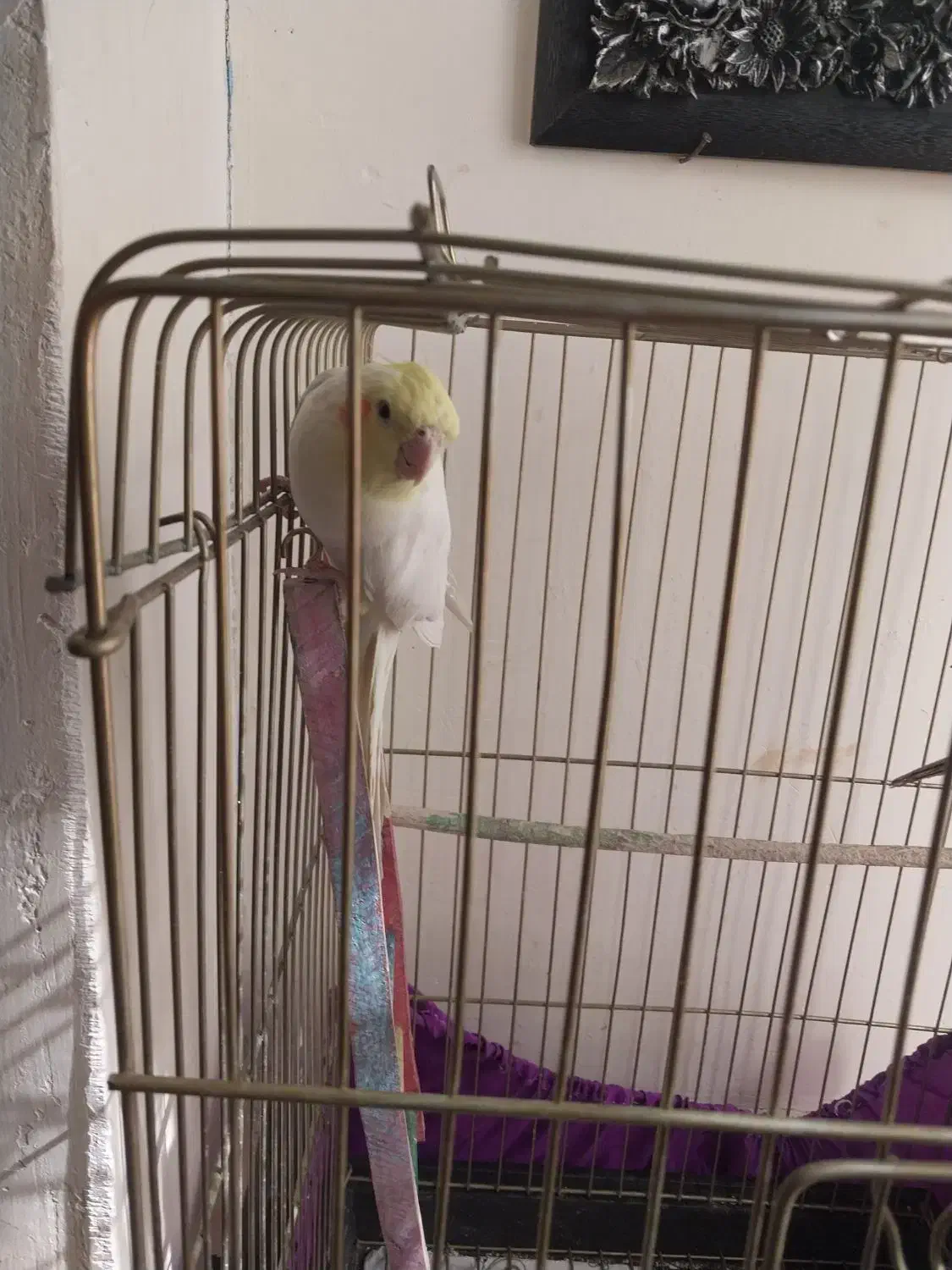 عروس هلندی دوعدد|پرنده|ملایر, |دیوار