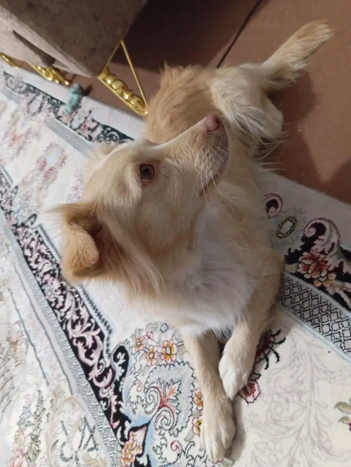 واگذاری سگ خونگی|سگ|یزد, |دیوار