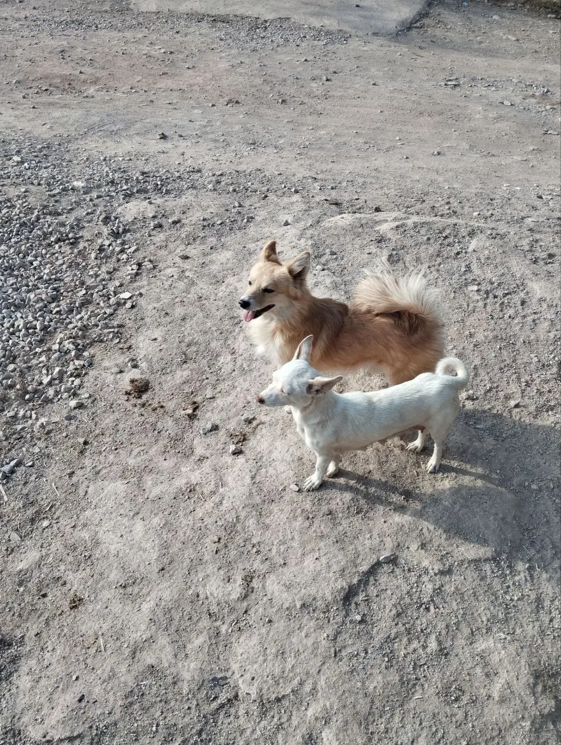 سگ پاکوتاه|سگ|نیشابور, حقیه|دیوار