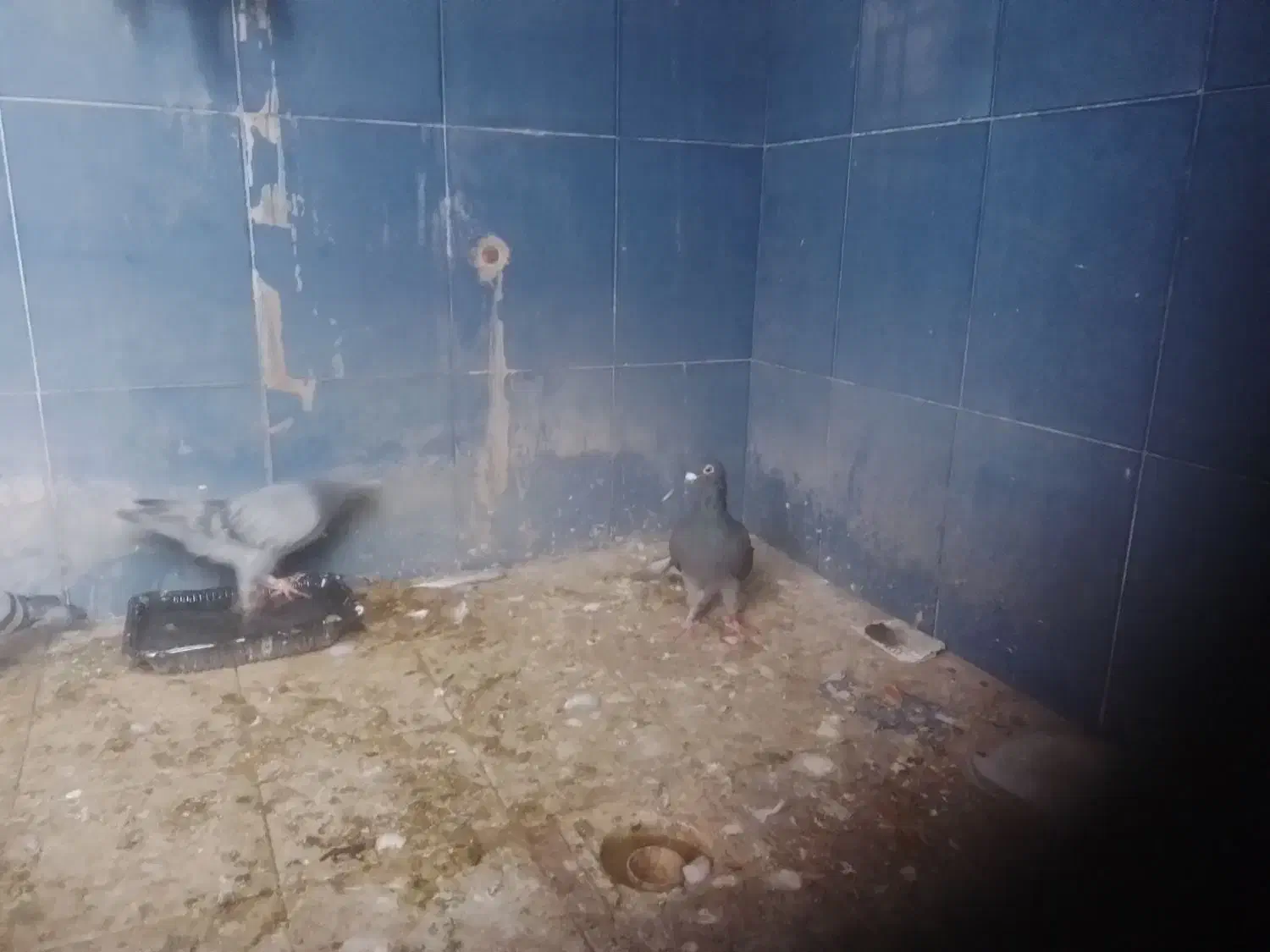 پلاکی گرفتنی|پرنده|اندیمشک, |دیوار