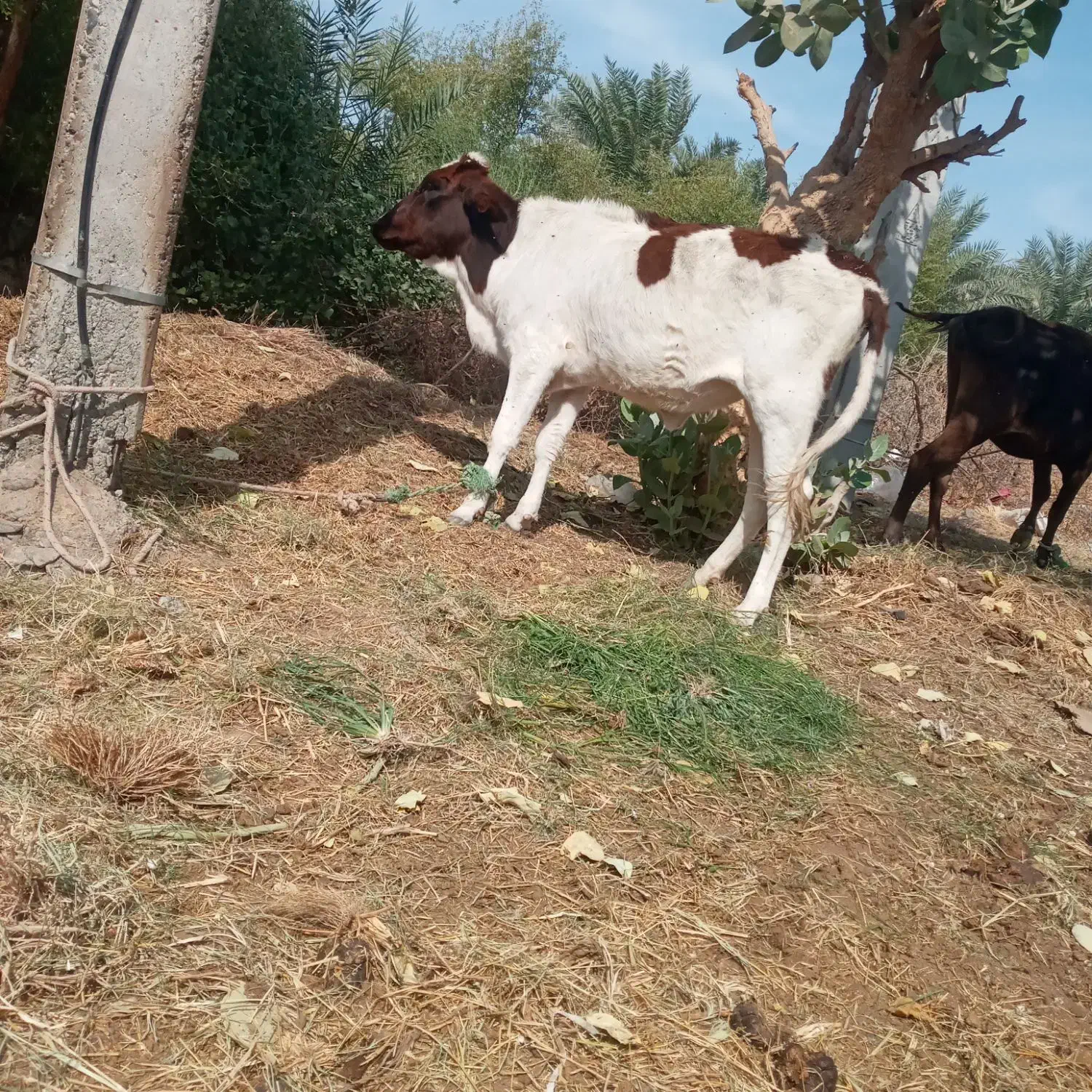 گوساله‌چاق‌گاو‌جنس‌خوب‌بازدید‌راونگ|حیوانات مزرعه|میناب, |دیوار