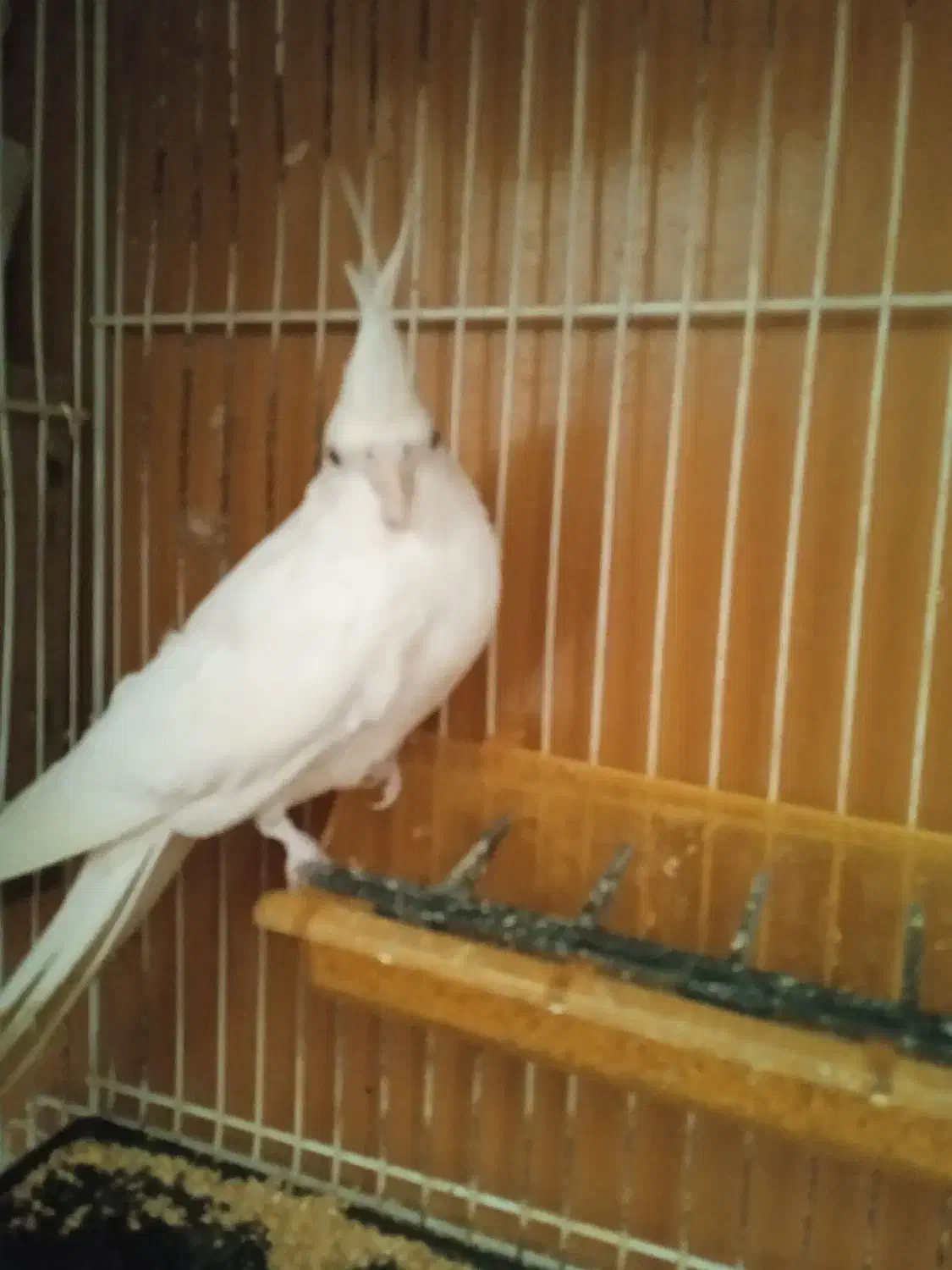 عروس هلندی|پرنده|مشهد, سجادیه|دیوار