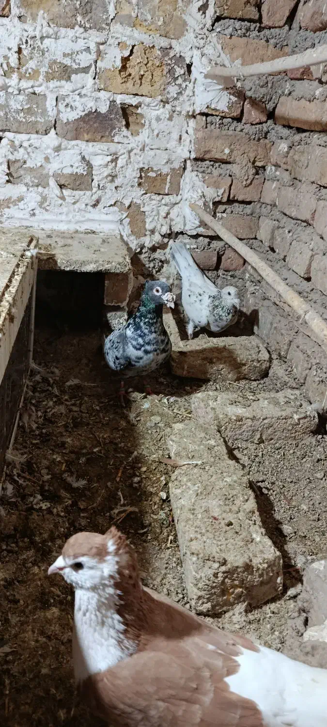 کفتر|پرنده|مینودشت, |دیوار