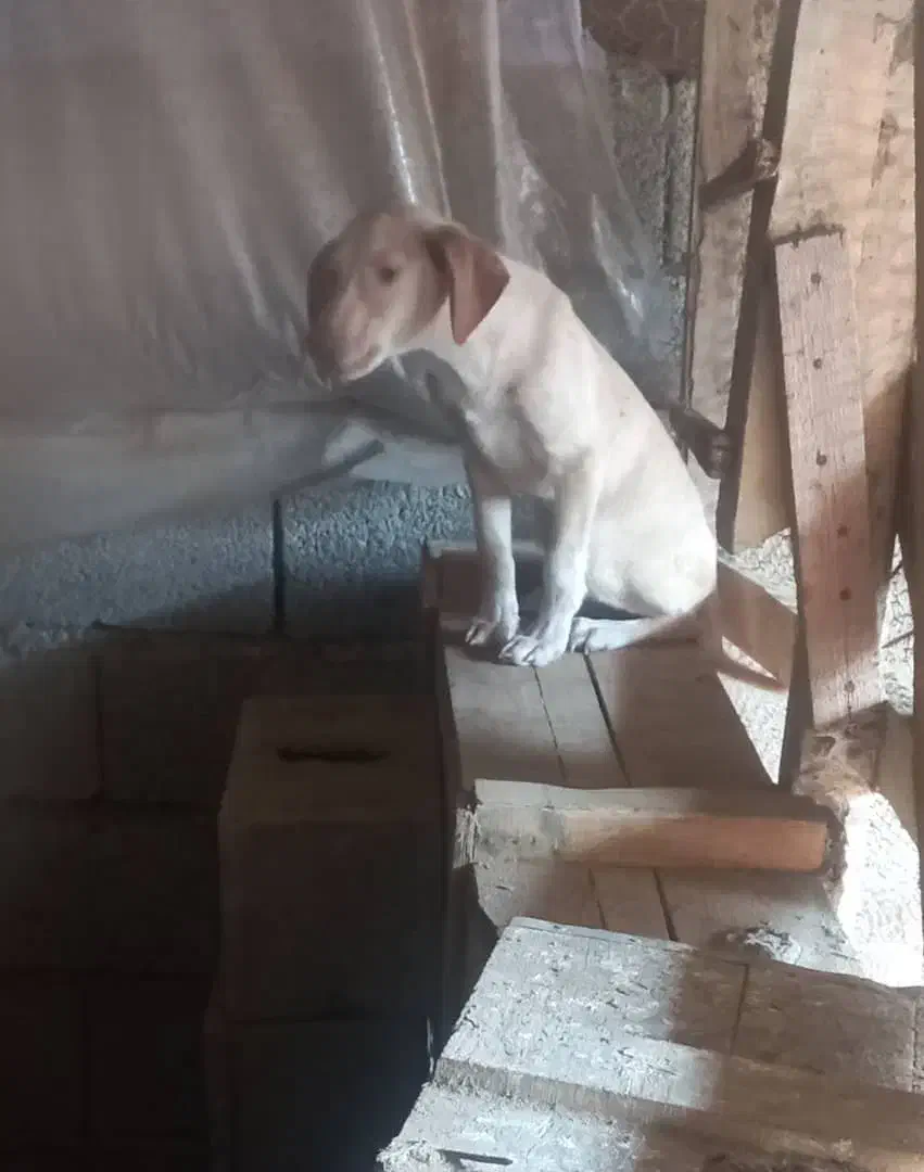 توله پوینتر شکاری|سگ|رودسر, |دیوار