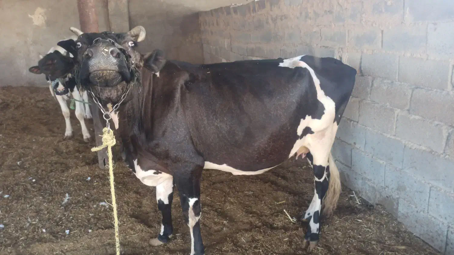 سلام گاو باگوساله ماده|حیوانات مزرعه|رامشیر, |دیوار