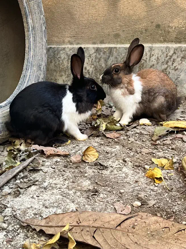 خرگوش خوشگل|موش و خرگوش|گرگان, |دیوار