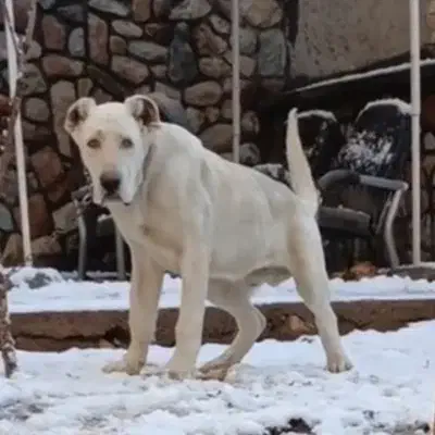 سگ توله الابای نر6ماهه ژرمن قدرجونی نگهبان روسی|سگ|تهران, تهرانپارس شرقی|دیوار