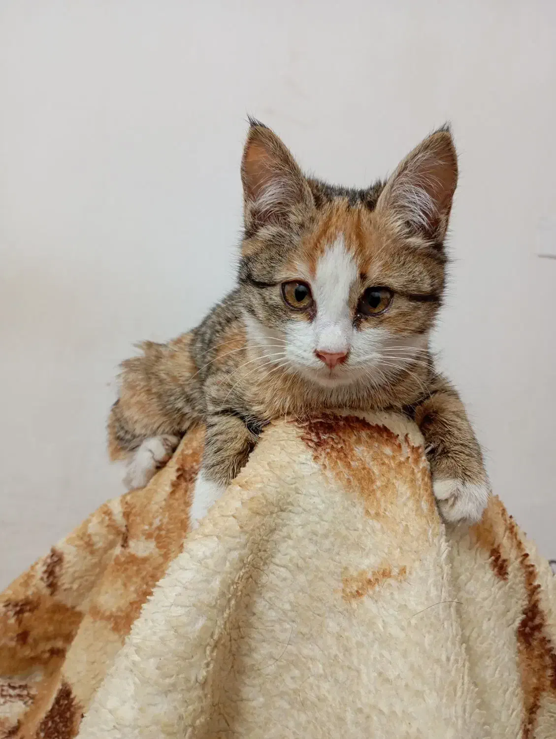 گمشده|حیوانات|مشهد, نوغان|دیوار