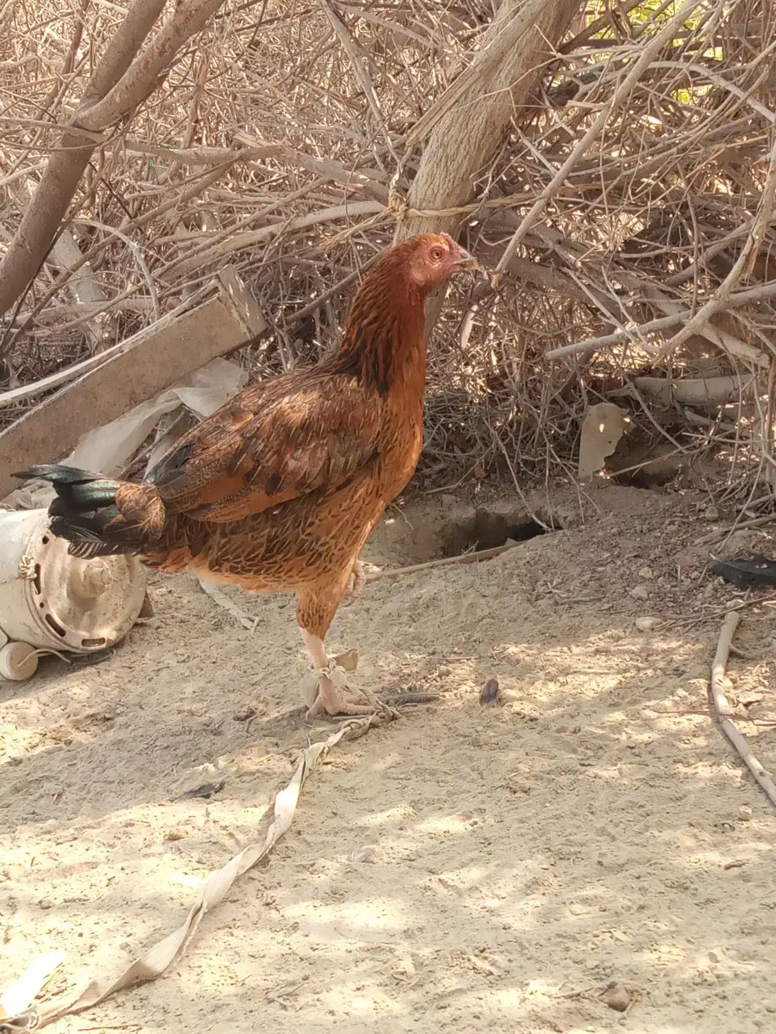 مرغ لاری|حیوانات مزرعه|تلنگ, |دیوار