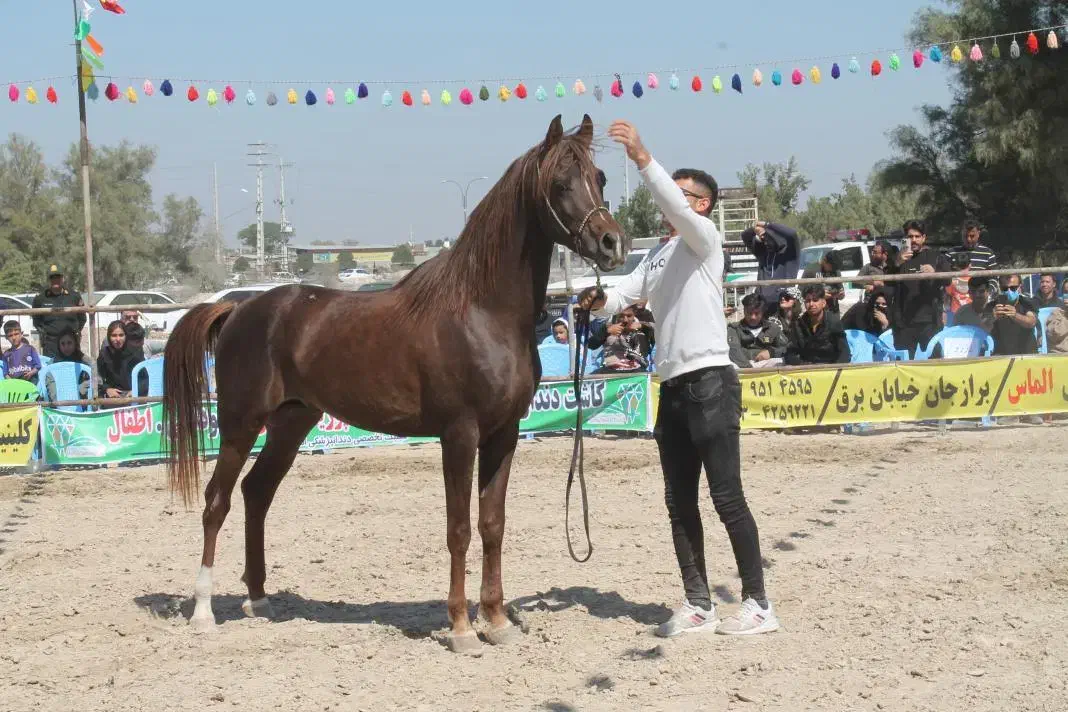 نریون|اسب و تجهیزات اسب‌سواری|سعدآباد, |دیوار