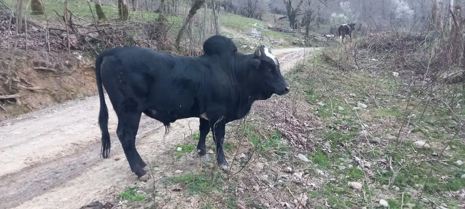 گاو نر|حیوانات مزرعه|احمدسرگوراب, |دیوار