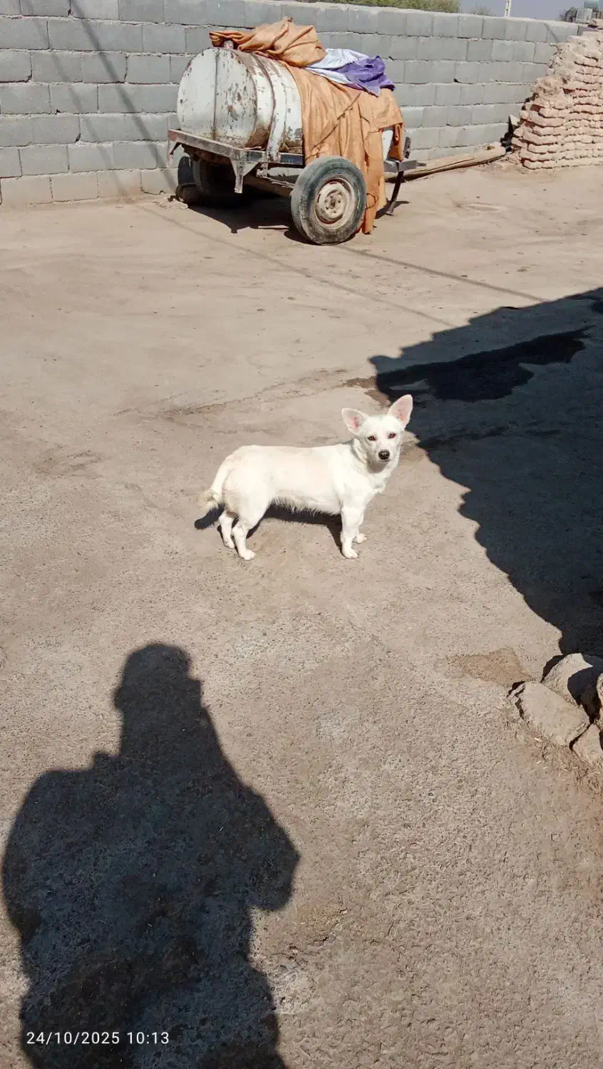 فروش پاپی پامر اشپیتز|سگ|اصفهان, خوراسگان|دیوار