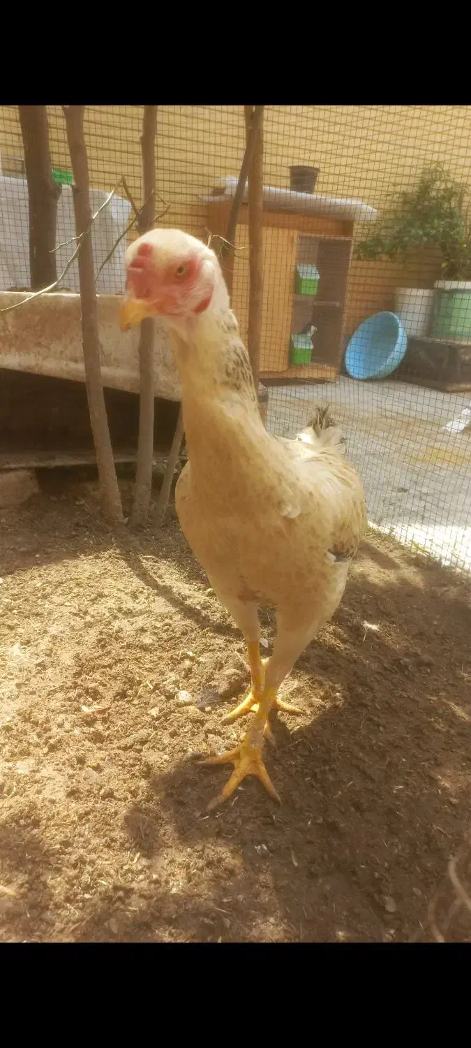 مرغ لاری|حیوانات مزرعه|شیراز, شهرک مفتح|دیوار