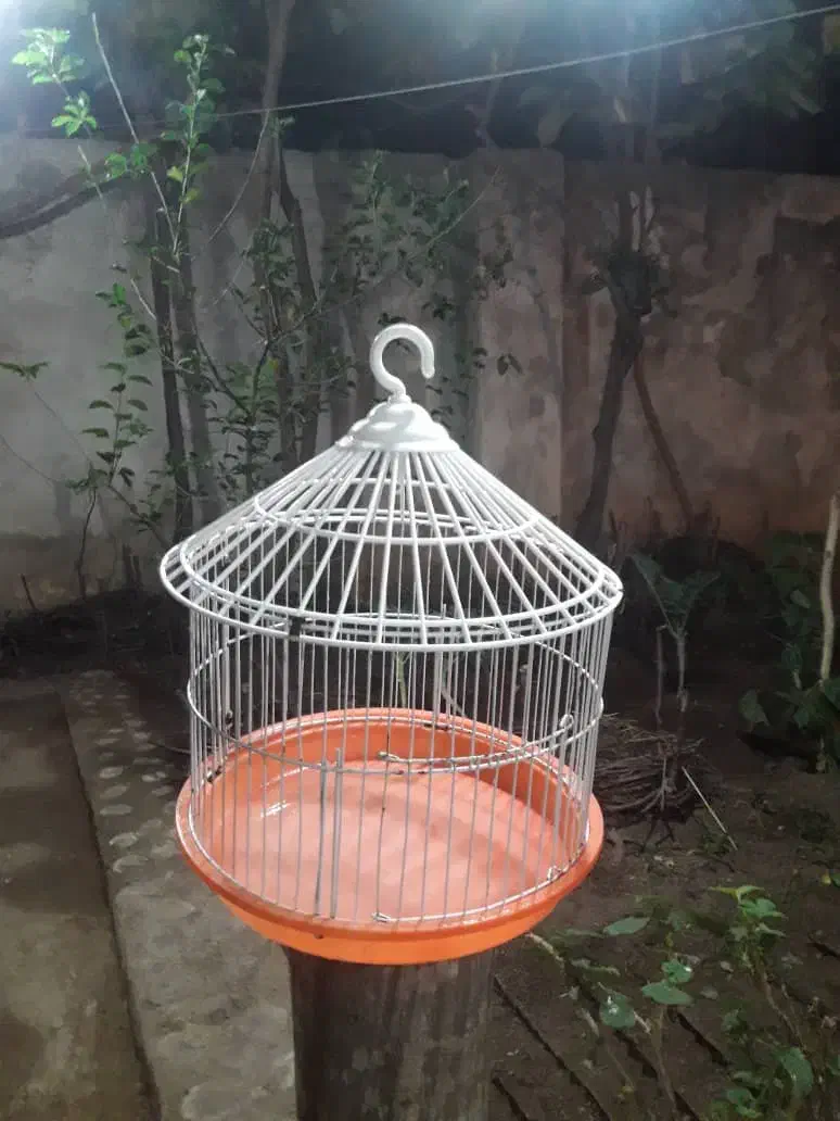 قفس پرنده|لوازم جانبی حیوانات|فومن, |دیوار