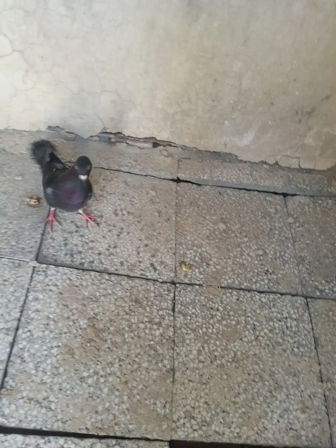 کبوتر چاپی|پرنده|کرباسک, |دیوار