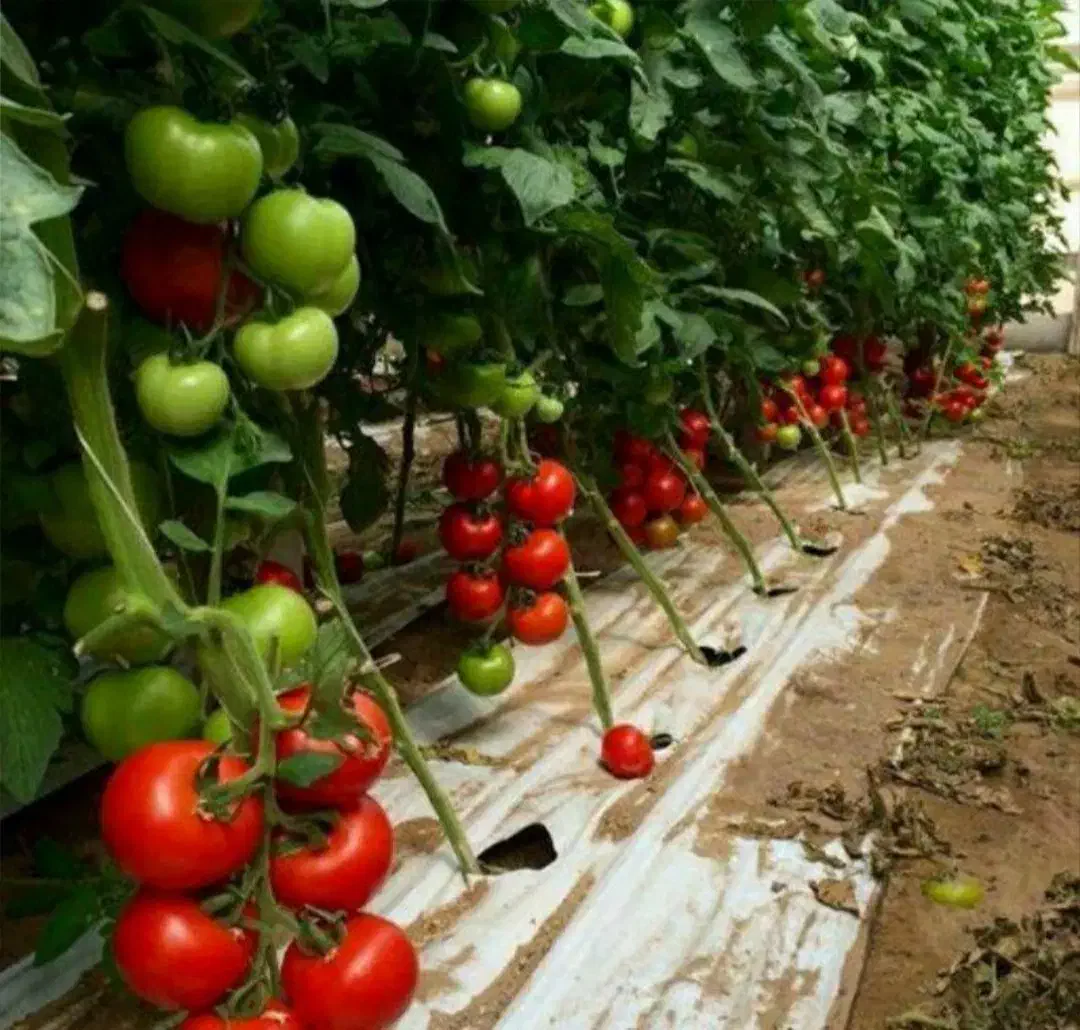 نایلون کشاورزی و گروبگ|عمده‌فروشی|ساری, |دیوار