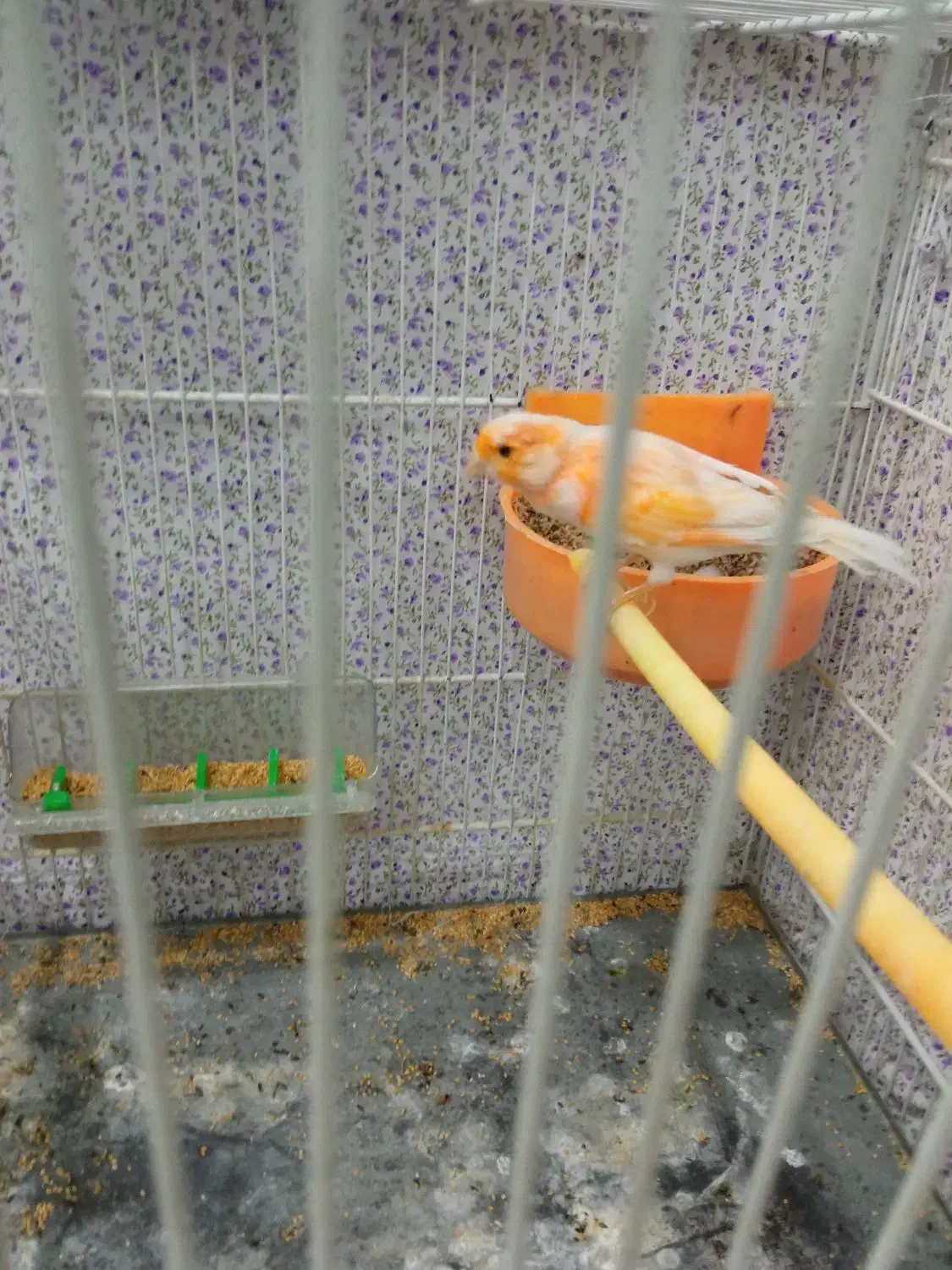 قناری|پرنده|مشهد, کوی سیدی|دیوار