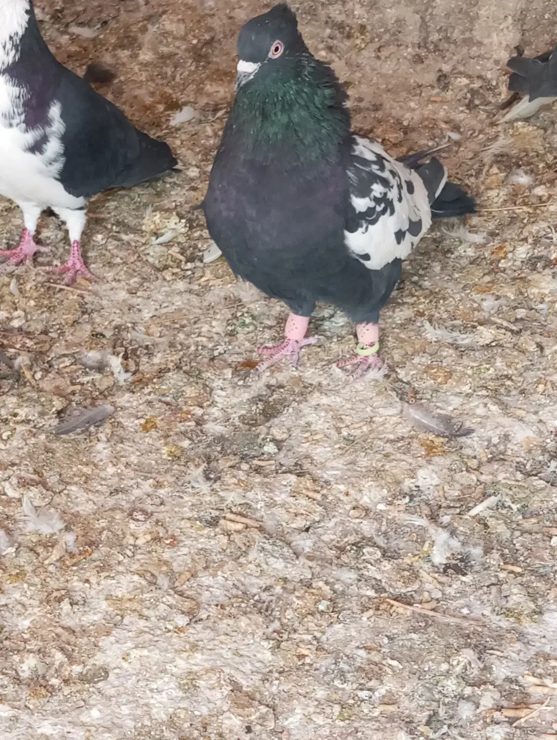 کفتر سرور بهبهانی|پرنده|شیراز, سعدیه شمالی|دیوار