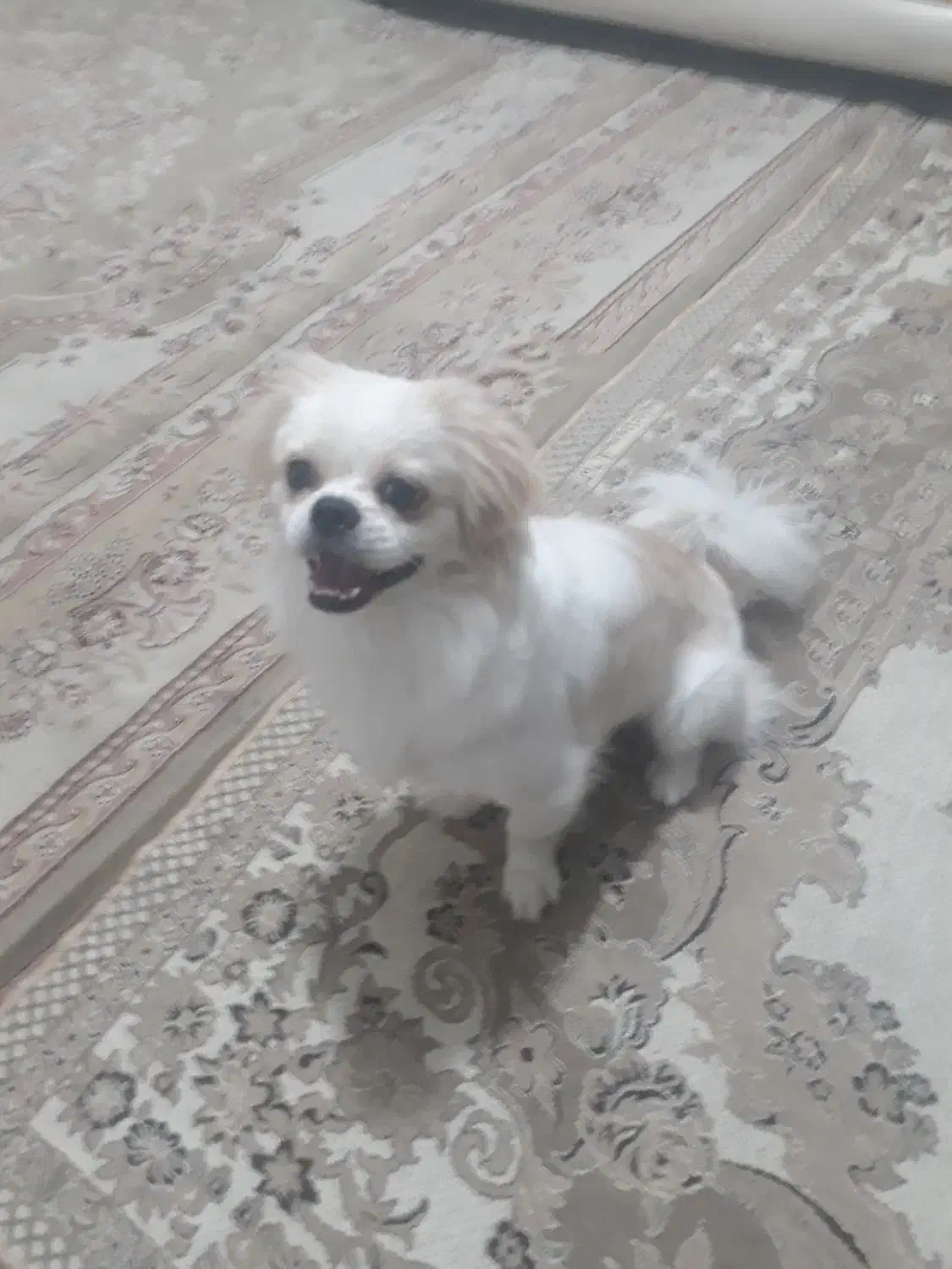 سگپاکوتاه|سگ|کرج, خرمدشت|دیوار