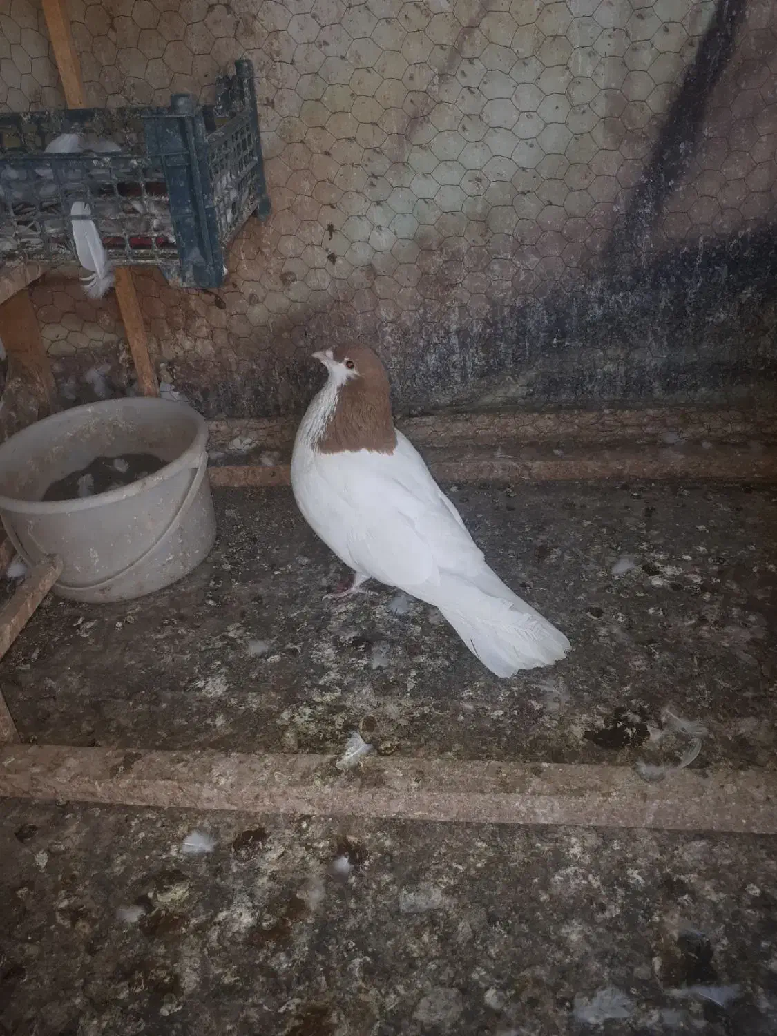 ساده زرد نر|پرنده|نیشابور, شهرک اندیشه|دیوار