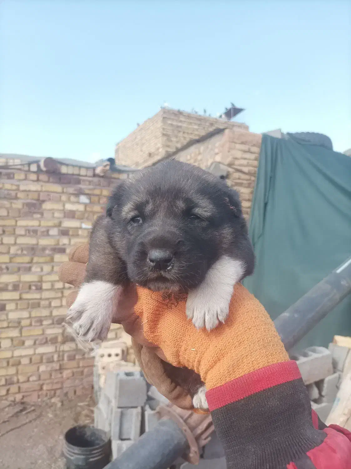 توله ماده خراسانی|سگ|تربت جام, مطهری|دیوار