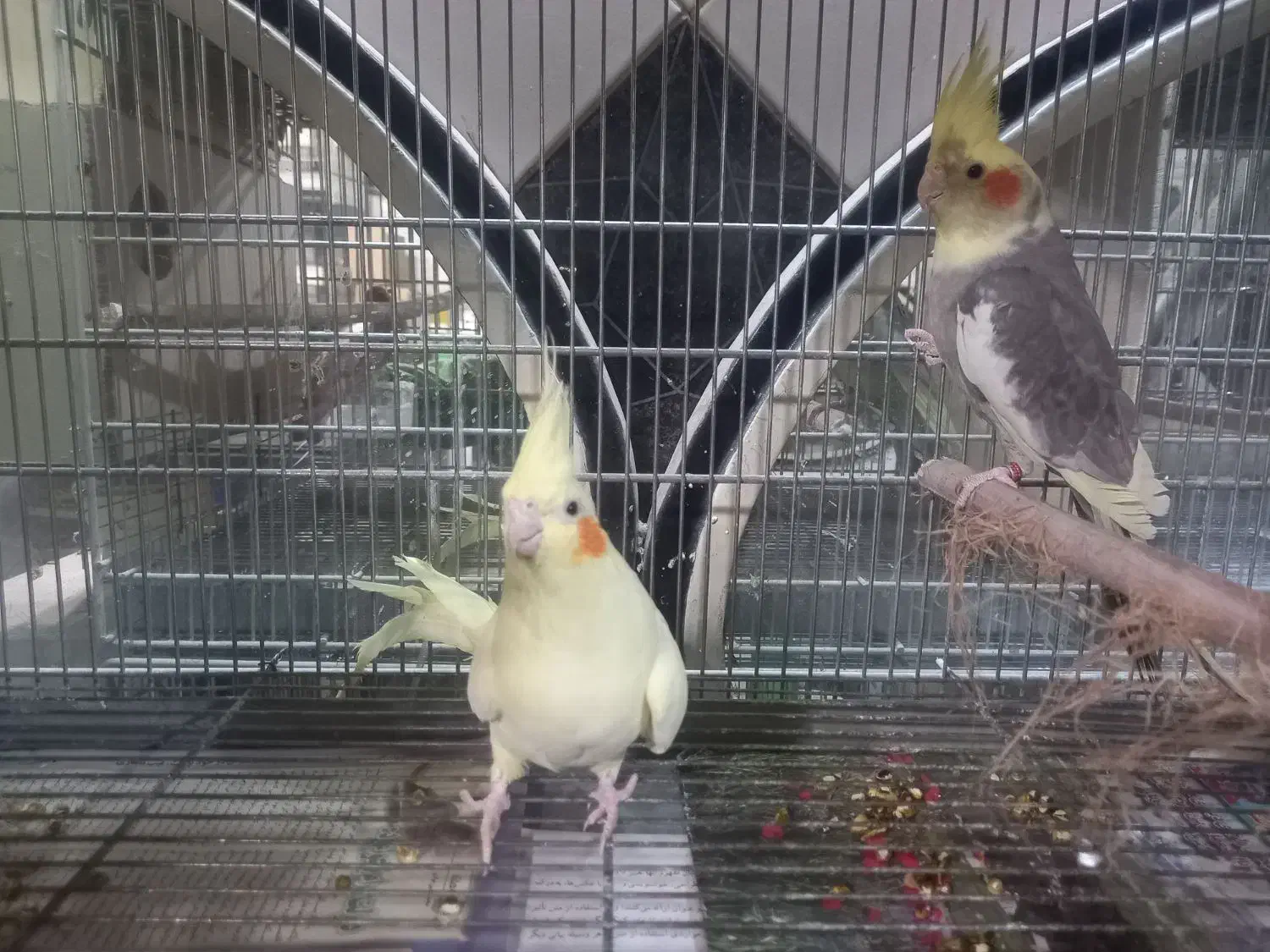 عروس هلندی مولد وسخنگو ومرغ عشق رنگین کمان|پرنده|کهریزک, |دیوار