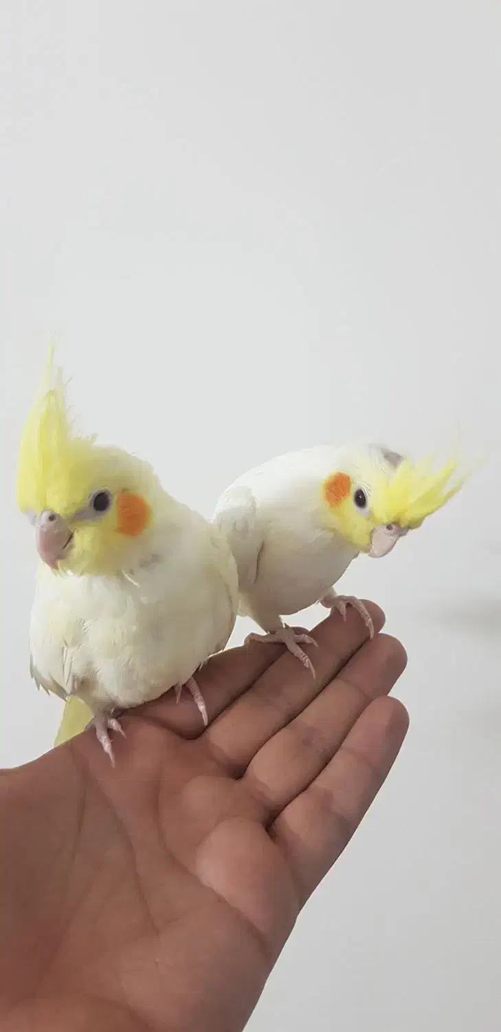 عروس هلندی لوتینو|پرنده|مشهد, جاهد شهر|دیوار