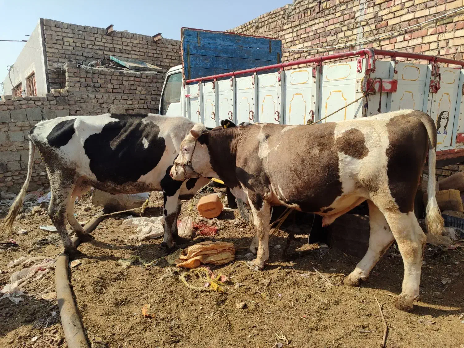 گاووگوساله|حیوانات مزرعه|زابل, |دیوار