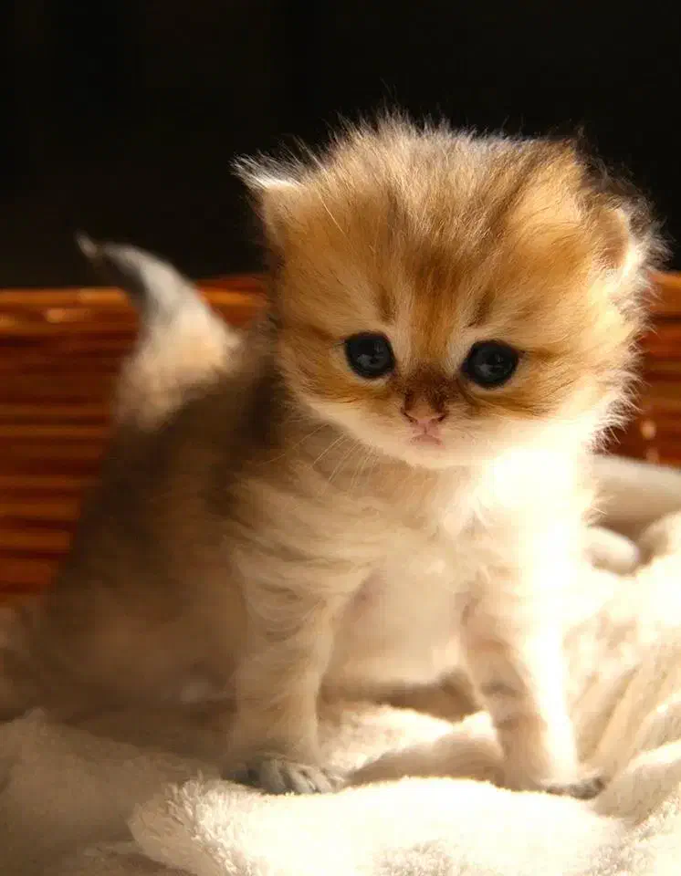 بریتیش گلد جوجه بلا|گربه|تهران, آجودانیه|دیوار