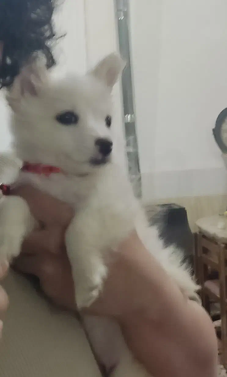 سگ کوچولو شیطون|سگ|سیرجان, |دیوار