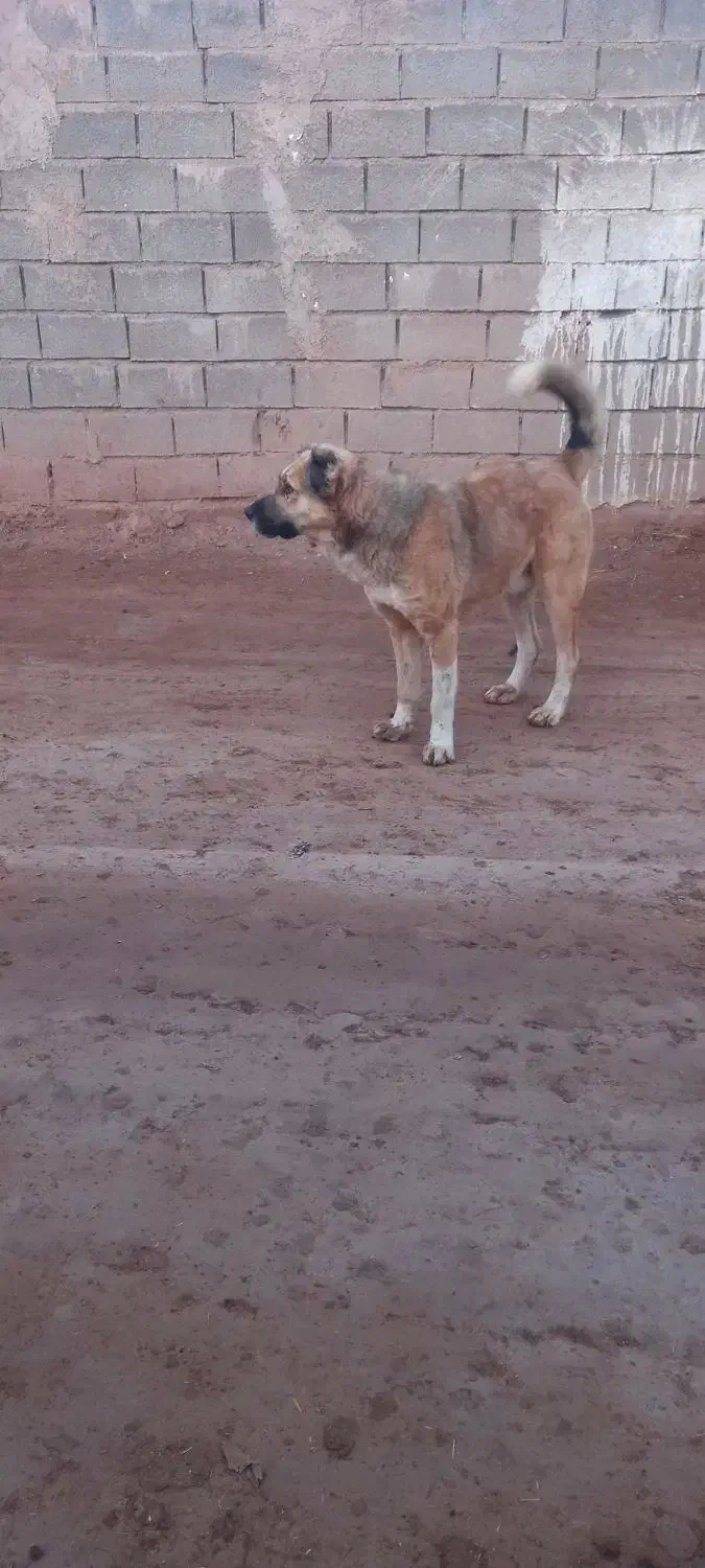 سگ گله ای|سگ|عطاملک, |دیوار