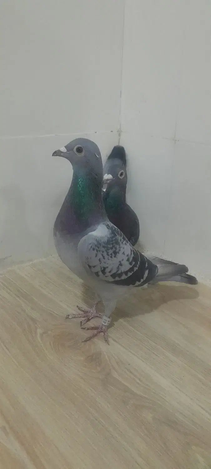 کبوتر|پرنده|شوشتر, |دیوار