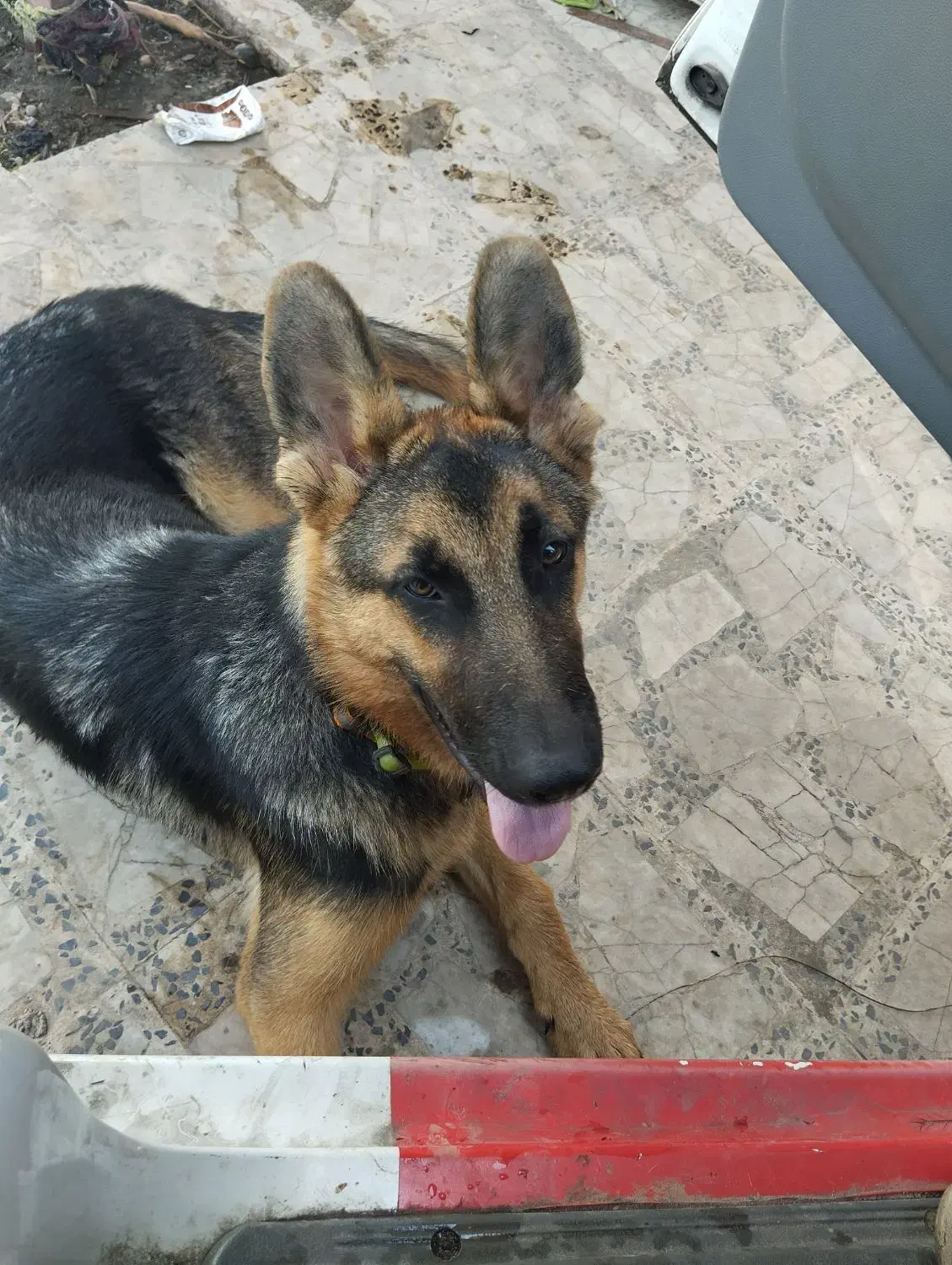 سگ ژرمن|سگ|بندر انزلی, جفرود پایین|دیوار