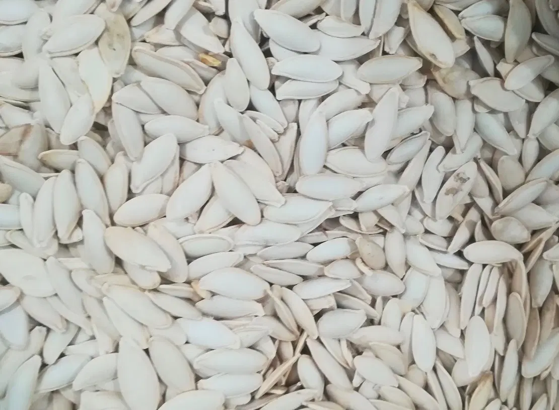تخمه کدو تازه امسال|خوردنی و آشامیدنی|تهران, کاج|دیوار