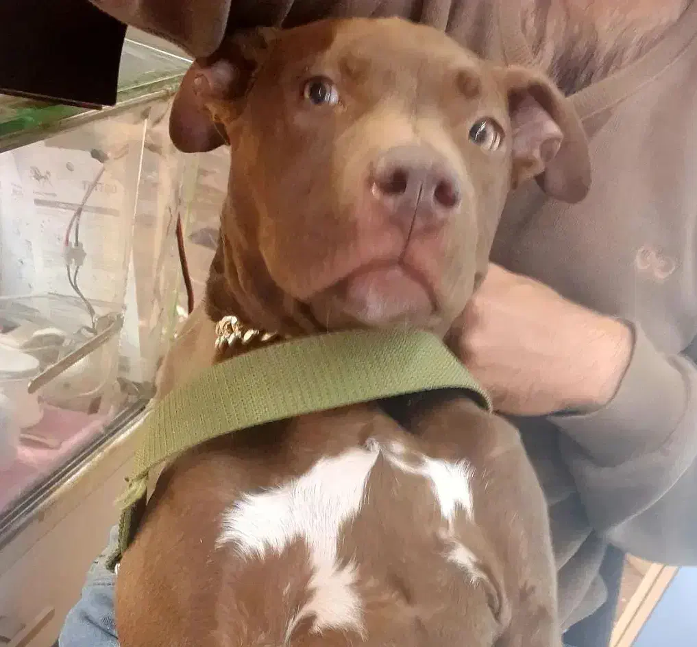 واگذاری پیت بول ۸ ماهه|سگ|تهران, اقدسیه|دیوار