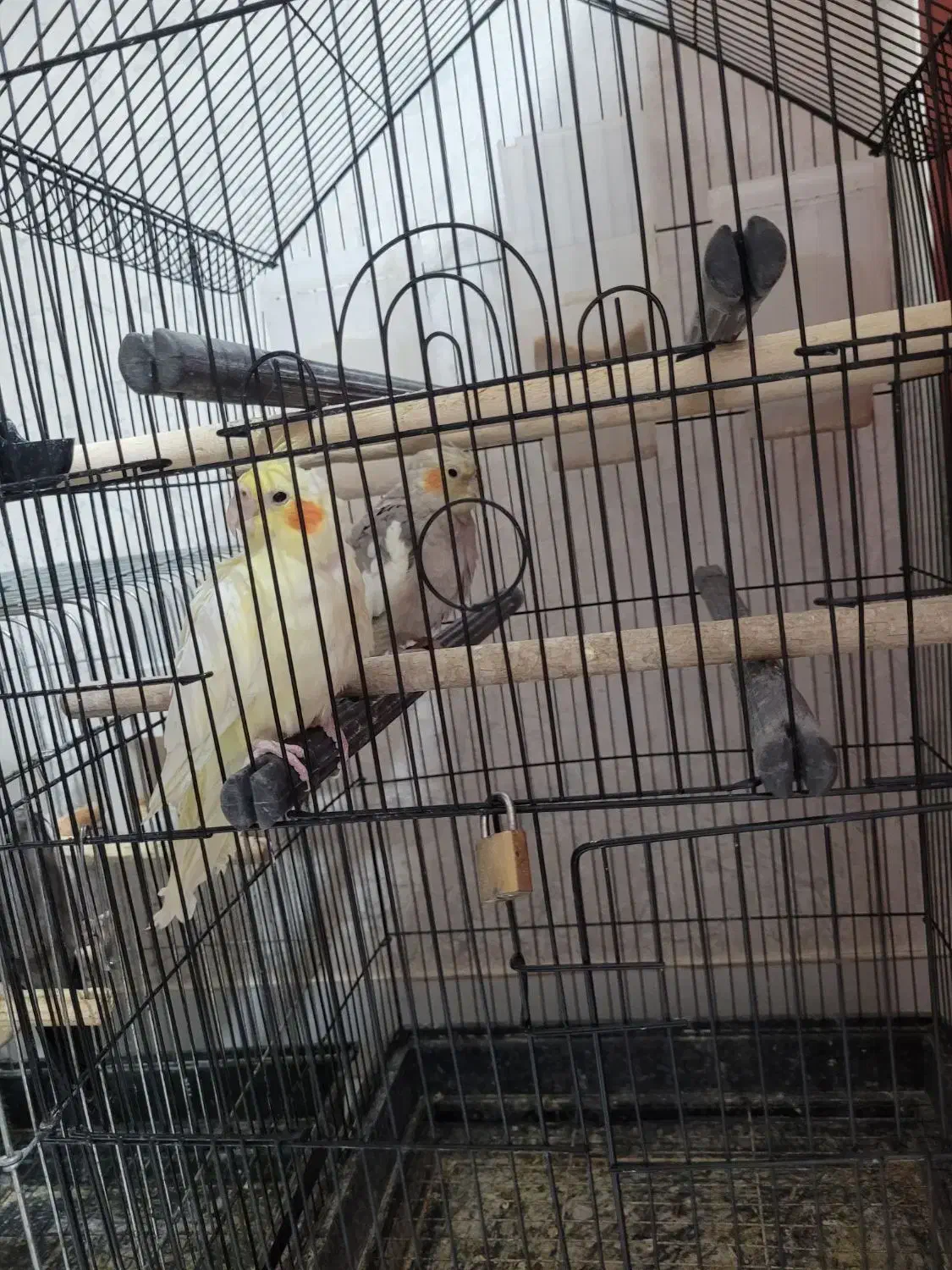 پرنده عروس|پرنده|رشت, نخودچر|دیوار