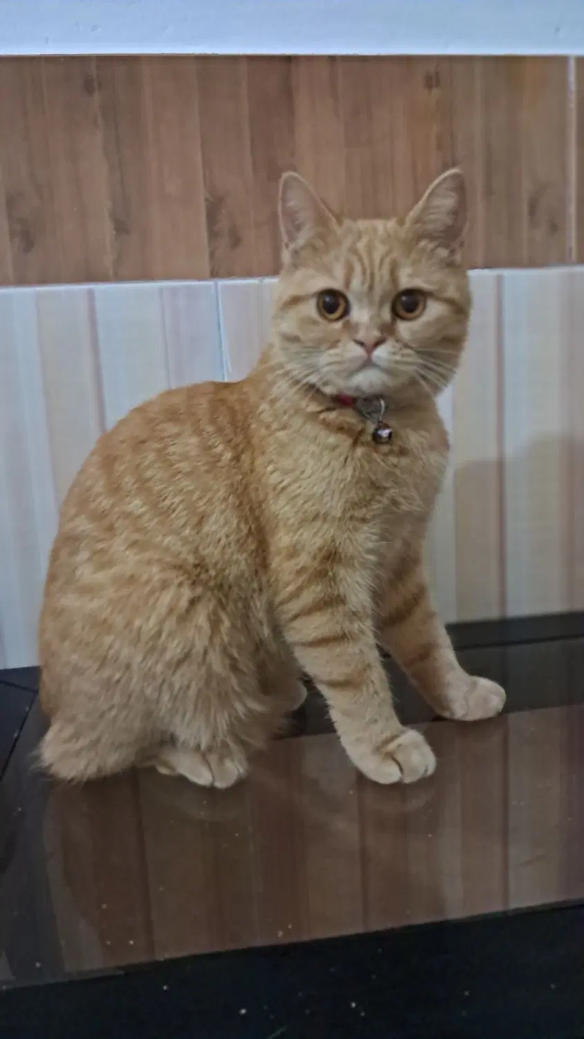 گربه|گربه|گرگان, |دیوار