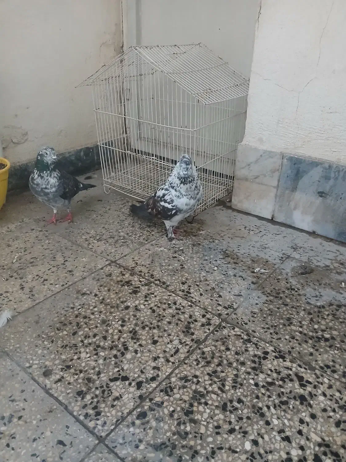 کبوتر پرشی|پرنده|نوشهر, |دیوار