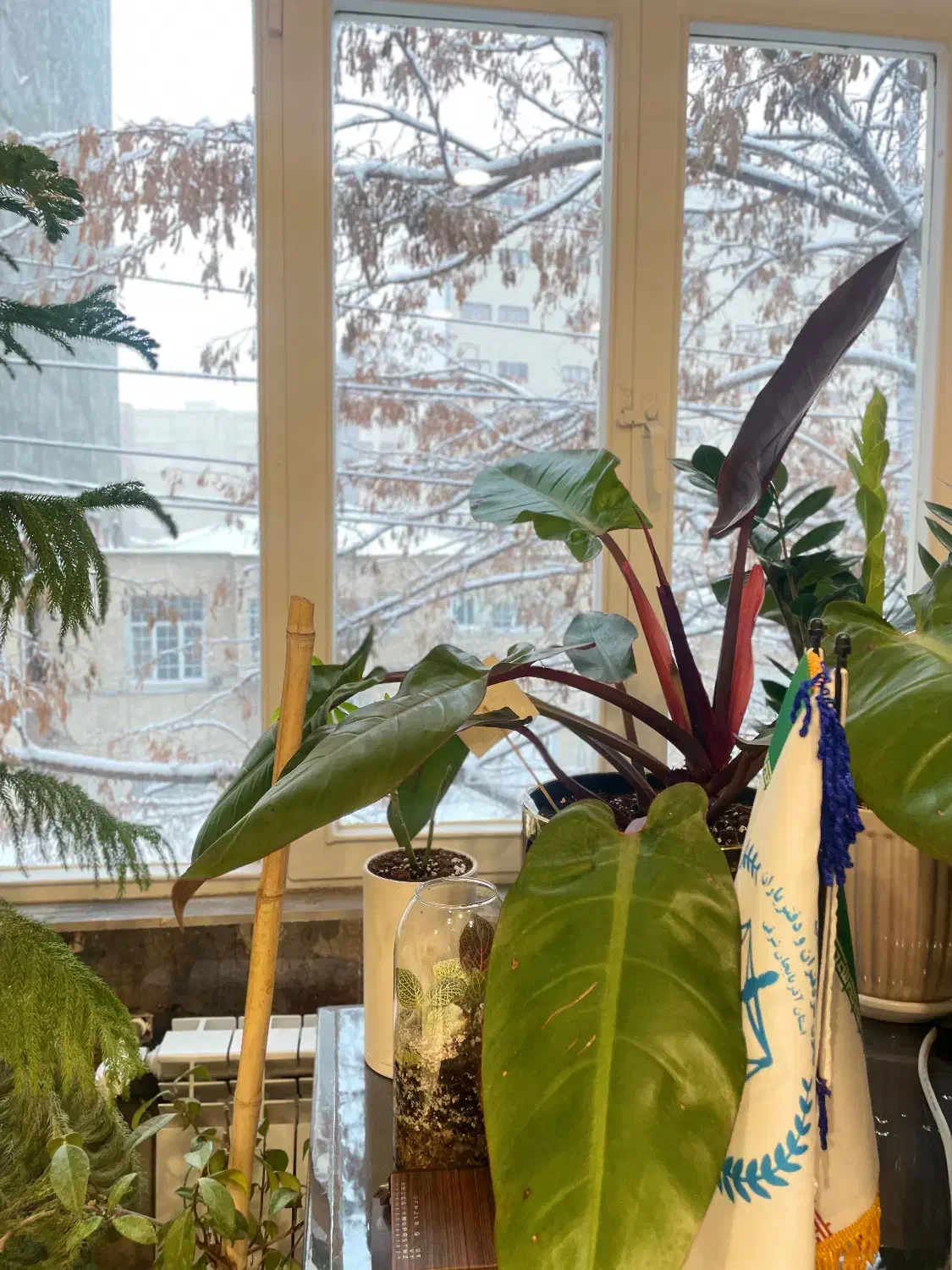 دعوت به همکاری|استخدام مالی، حسابداری، حقوقی|مراغه, |دیوار