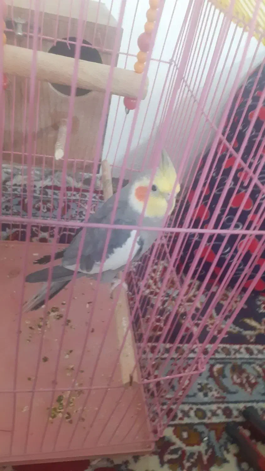 عروس هلندی نروماده مولد|پرنده|گلپایگان, |دیوار